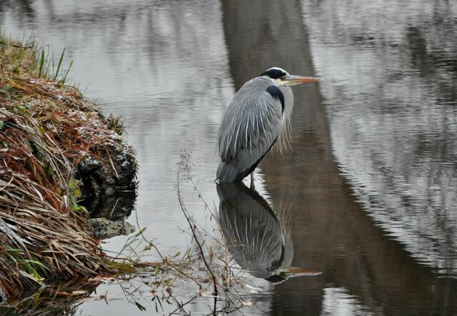 Hofgarten Öhringen. Wildtiere gibts hier auch zu sehen. | Foto: Daniela Somers