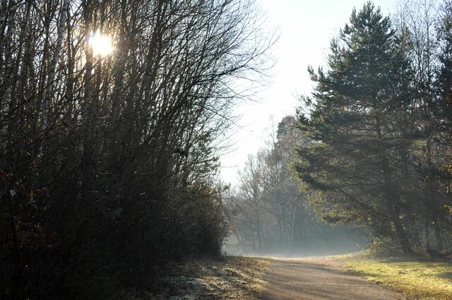 Waldheide. Ein Naturschutzgebiet und eigentlich nicht wirklich ein Park. Aber für die Erholung der Menschen und für die Tier-und Pflanzenwelt sehr wichtig. | Foto: Daniela Somers
