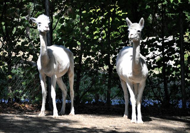 Hofgarten Öhringen. Nicht nur ein schöner Park, sondern es gibt auch einen kleinen Streichzoo mit allerei Tieren. | Foto: Daniela Somers