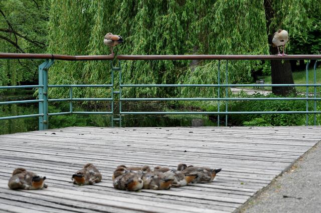 Pfühlpark Heilbronn. Wohl der älteste Park in Heilbronn. 1936 wurde der Park schon als Volkspark an die Bürger übergeben.  | Foto: Daniela Somers