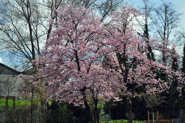 Wertwiesenpark Heilbronn. Viele Bäume gibt es. Und irgendwas blüht immer. | Foto: Daniela Somers