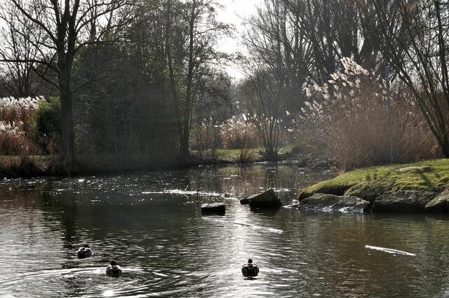 Wertwiesenpark Heilbronn. Viele Wasservögel zieht es hier her. | Foto: Daniela Somers