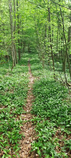 Weg mit Bärlauch im Untersteinbacher Wald (HW8 Schw.Albverein) | Foto: Andreas Odey 