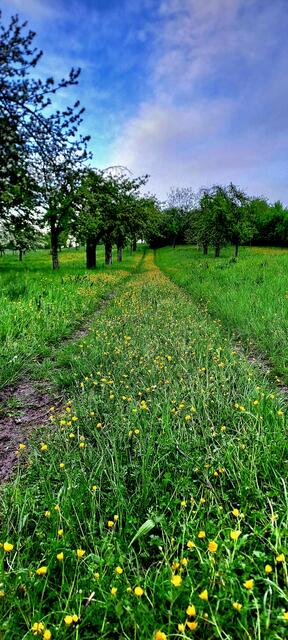 Am Pfaffenberg (Öhringen Süd) | Foto: Andreas Odey 