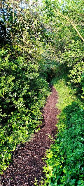 Heckenweg beim Wasserturm Süd Öhringen | Foto: Andreas Odey
