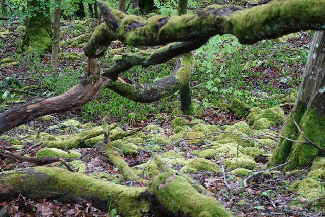 Auf dem Waldboden liegen vom Moos bedeckte Sandsteinplatten vom nahe gelegenen alten Steinbruch. | Foto: Hans Peter Schmitt
