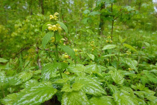 Die gelbe Taubnessel. | Foto: Hans Peter Schmitt