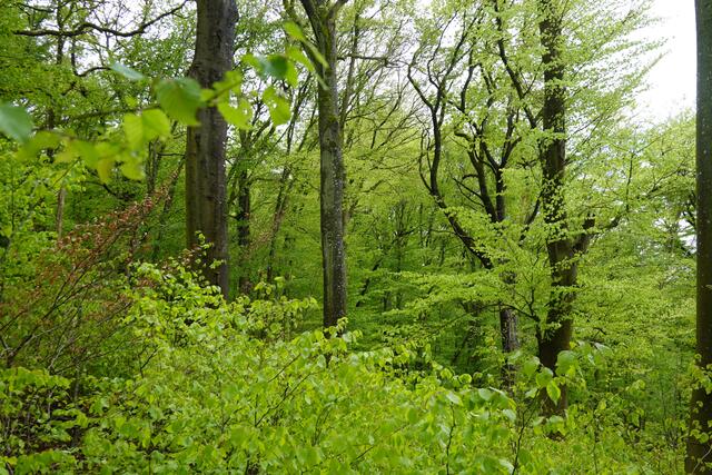 Es ist ein Mischwald. Hauptsächlich mit Rotbuchen, Hainbuchen und Eichen. | Foto: Hans Peter Schmitt