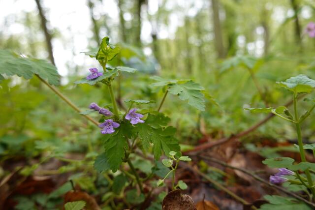 Es blüht der Gundermann.
 | Foto: Hans Peter Schmitt