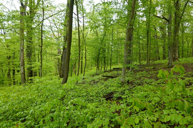 Hier sieht man wie die Bucheckern aufgegangen sind. Blattgrün breitet sich auf dem Boden aus. | Foto: Hans Peter Schmitt