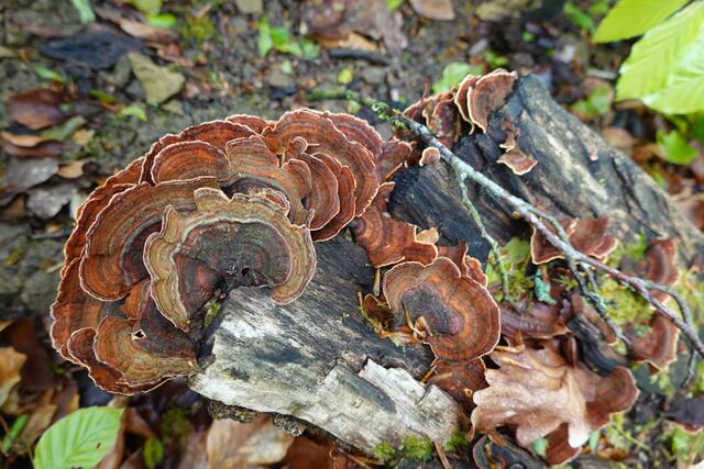 Auf dem Totholz siedeln sich gerne Baumpilze an.  | Foto: Hans Peter Schmitt