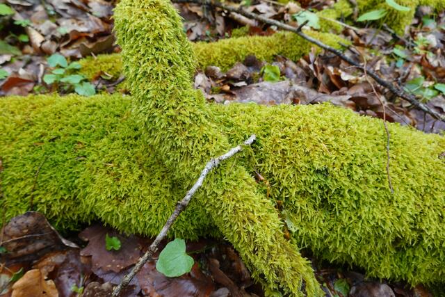 Schön anzusehen sind die mit Moos bewachsenen dürren Äste. | Foto: Hans Peter Schmitt