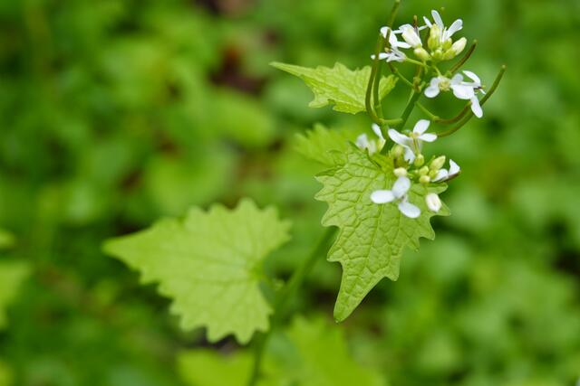 Die Knoblauchrauke. Sie ist auch ein gerne verwendetes Wildkraut für den Natur-Salat. | Foto: Hans Peter Schmitt