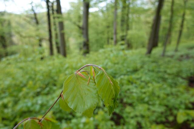 So ein zartes junges Buchenblatt darf man durchaus auch mal in den Mund nehmen und es zerkauen. Es schmeckt leicht säuerlich. Den Rehen schmeckt es gut. | Foto: Hans Peter Schmitt