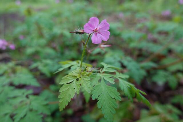 Der stinkende Storchschnabel. Das ist freilich kein schöner Name für diese zarte Blümchen. | Foto: Hans Peter Schmitt