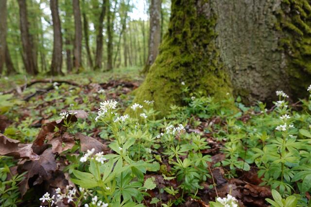 Der Waldmeister blüht schon. Wie wäre es mit einer Waldmeister-Bowle?  | Foto: Hans Peter Schmitt