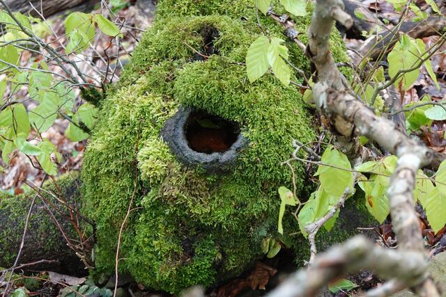Ein Baumstumpf mit einem Astloch, das sich mit Regenwasser gefüllt hat. | Foto: Hans Peter Schmitt