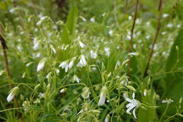 Die Sumpfmiere. Sie freut sich gewiss über den vielen Regen der letzten Tage.  | Foto: Hans Peter Schmitt