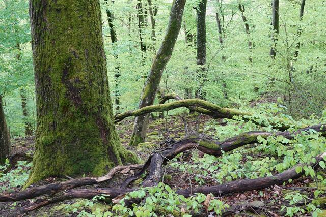 Vom Wind gebrochene morsche Äste bedecken den Waldboden. Auf ihnen bildet sich gerne Moos. | Foto: Hans Peter Schmitt