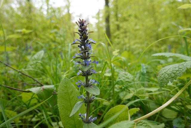 Der Genfer Günsel ist es, der hier blüht. | Foto: Hans Peter Schmitt