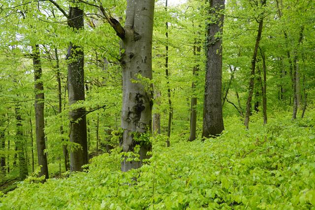 Hier ist der Buchenjungwuchs schon gut einen Meter hoch. Er bietet dem Wild Äsung und Deckung. | Foto: Hans Peter Schmitt