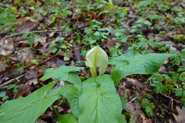 Im April zeigt sich der Aronstab. | Foto: Hans Peter Schmitt