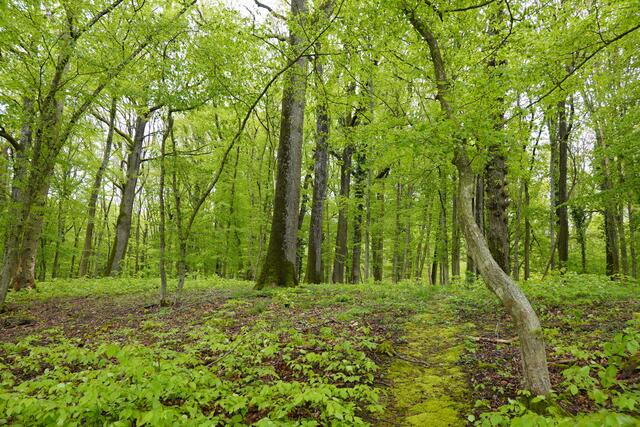 Der Bannwald hat hier lichte Stellen. Dies fördert den Pflanzenwuchs am Boden sehr. | Foto: Hans Peter Schmitt