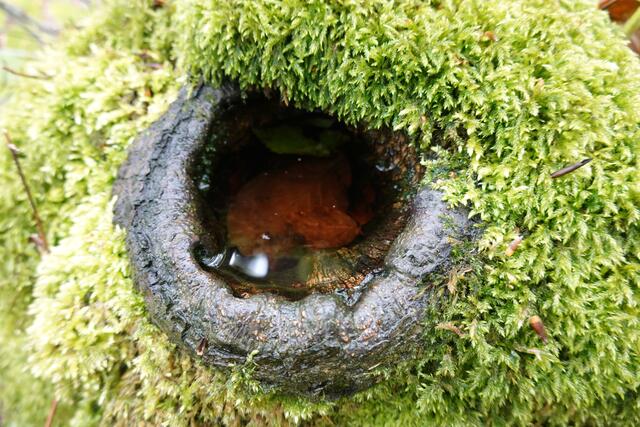 Das mit Wasser gefüllte Astloch bietet den Insekten einen interessanten Lebensraum. | Foto: Hans Peter Schmitt