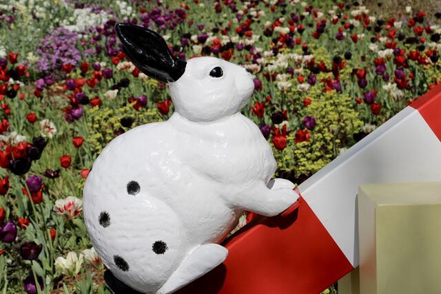 Hasenschranke, Detail | Foto: ED