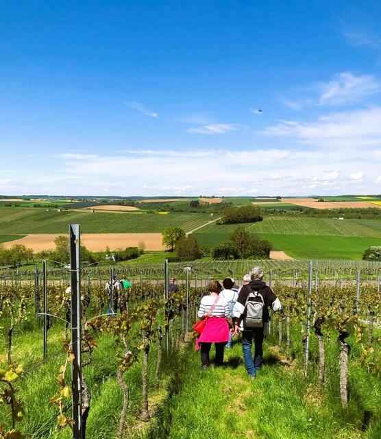 Durch Weinberge, die vom Frost leider sehr mitgenommen ausschauen. | Foto: Isolde Reitz