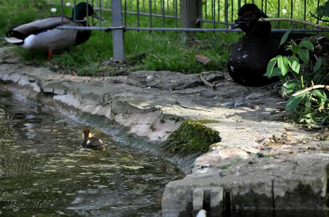 Sie sehen wohl wie normale Entenküken aus. Aber sie sind viel selbstständiger. | Foto: Daniela Somers