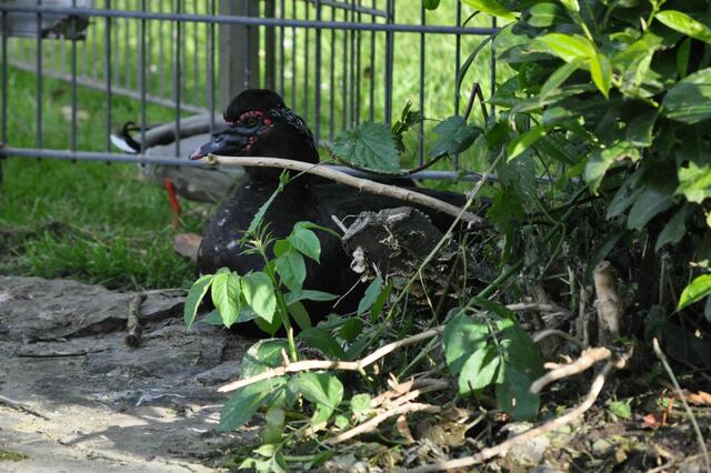Zurück am Birkensee. Die Warzenenten haben Jungtiere. | Foto: Daniela Somers