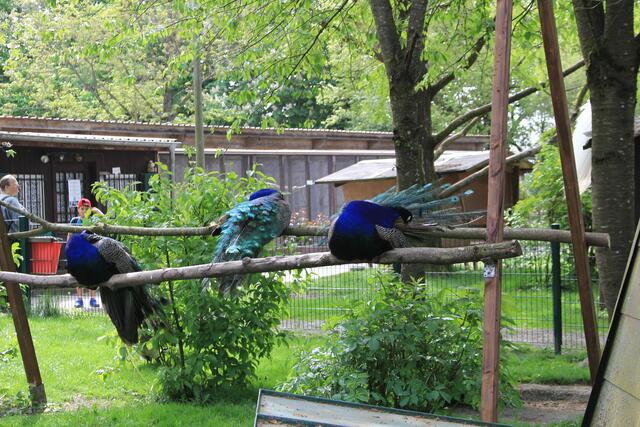 pflege | Foto: Ralf Röser