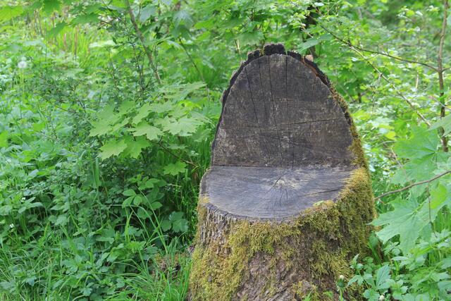 Päusle | Foto: Ralf Röser