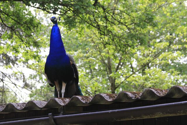 von den Pfauen gibt es echt viele hier | Foto: Ralf Röser