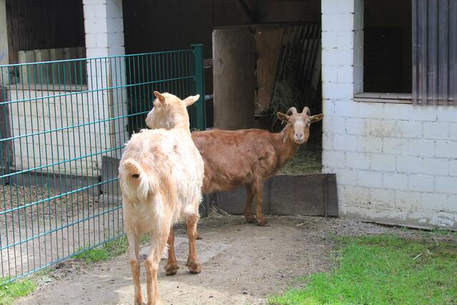na das sind zwei | Foto: Ralf Röser