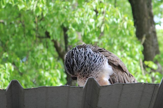 putzen | Foto: Ralf Röser