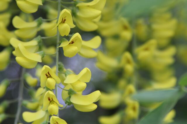 schee | Foto: Ralf Röser