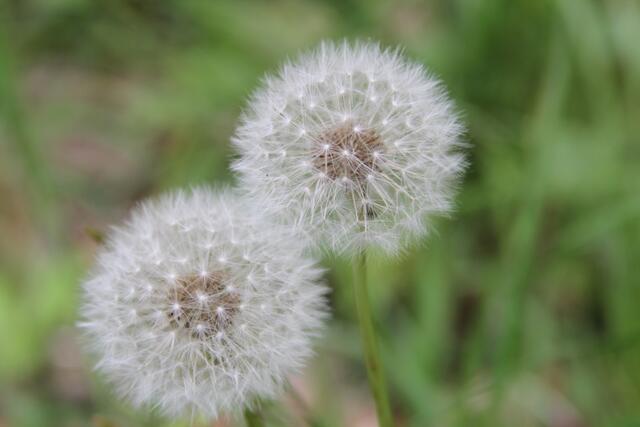 pust | Foto: Ralf Röser