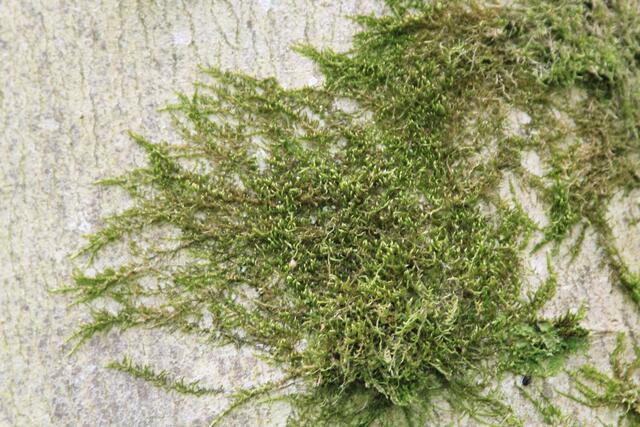 cool | Foto: Ralf Röser