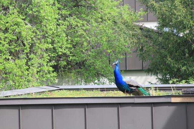 da iss einer | Foto: Ralf Röser