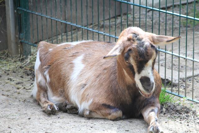 Siesta | Foto: Ralf Röser