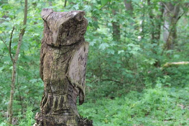 uhu | Foto: Ralf Röser