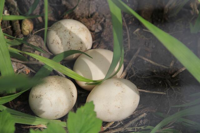 wem die wohl gehören? | Foto: Ralf Röser