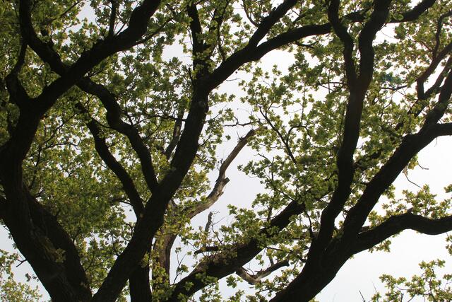 oben | Foto: Ralf Röser