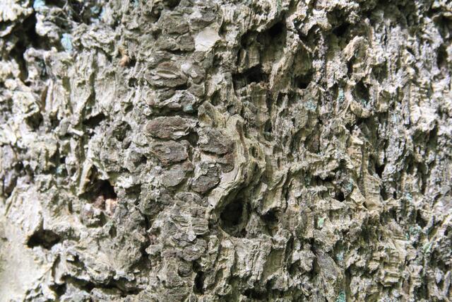 tolle Rinde | Foto: Ralf Röser