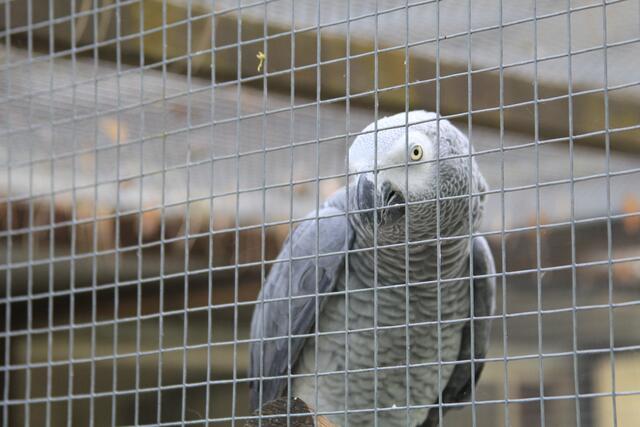 schee | Foto: Ralf Röser