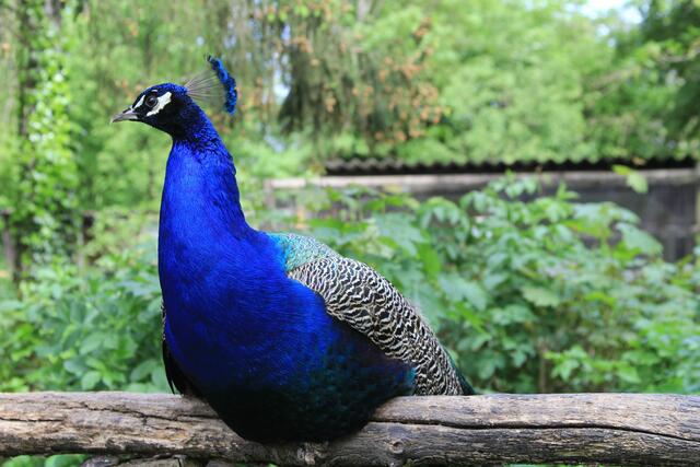 in Pose | Foto: Ralf Röser