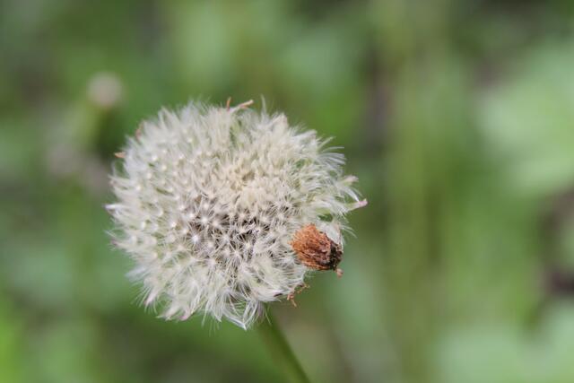 pust | Foto: Ralf Röser