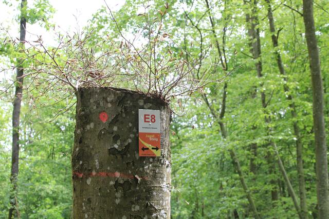 Info | Foto: Ralf Röser